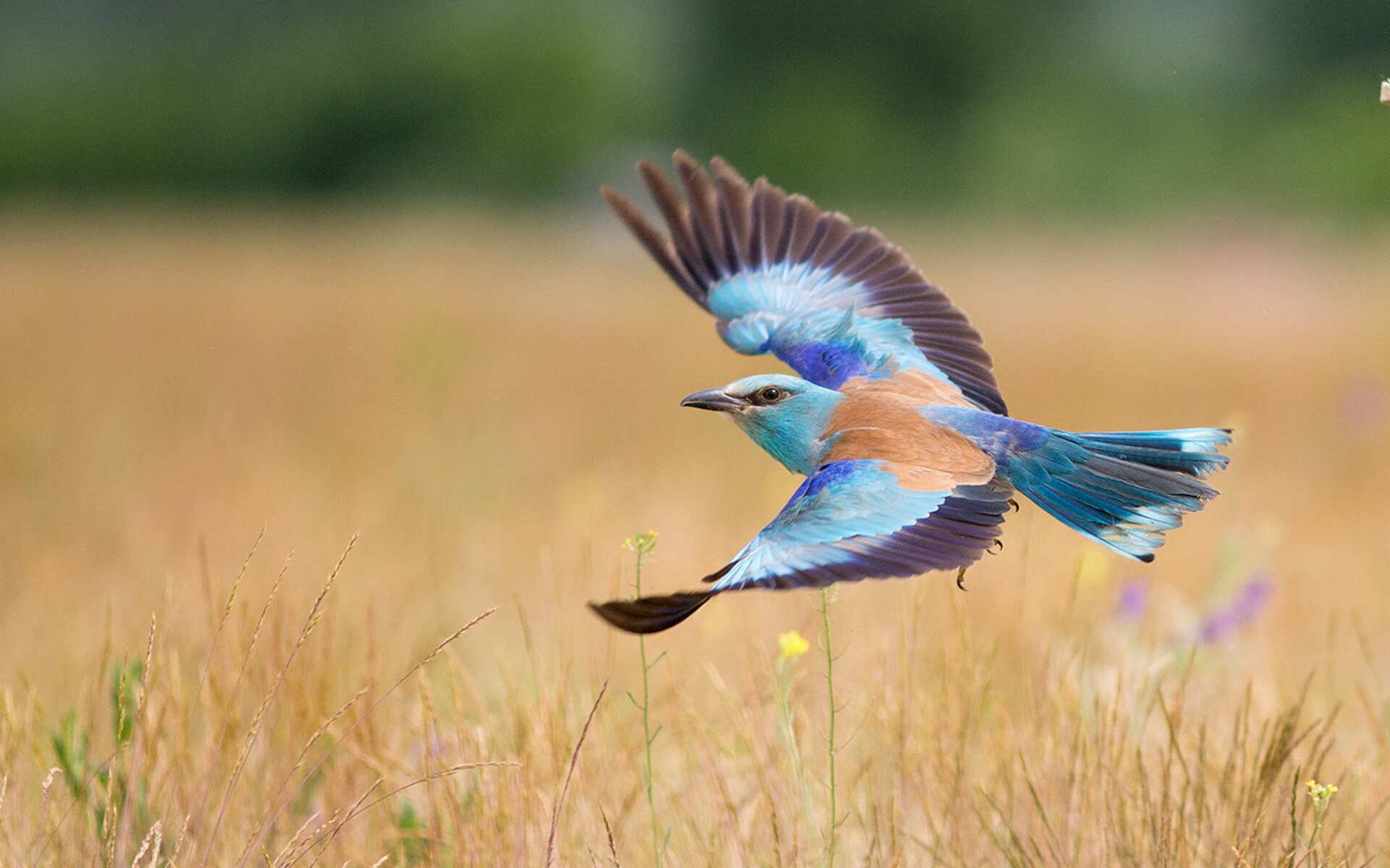 “埃尔斯·霍斯特:南非队防守的定海神针”