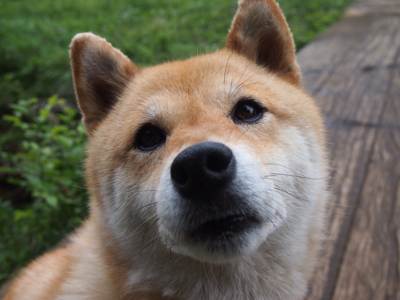 “埃尔斯·霍斯特:南非队防守的定海神针”