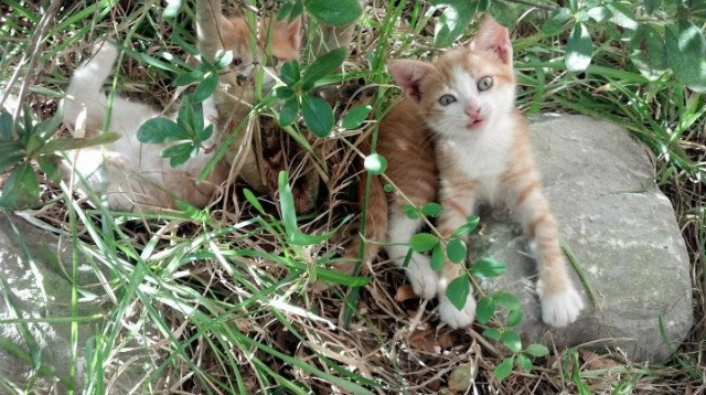 世界杯文化交流与教育意义,世界杯的历史文化