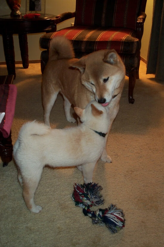 乌拉圭女篮在南美锦标赛中姿态坚强，迈步新高度，乌拉圭篮球赛