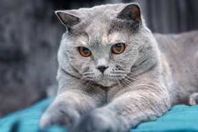 开云网址-以足球主题的公益文化卡通产品深受儿童喜爱，足球文化节儿童画